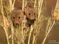 Harvest Mice pair, Love in a Mist