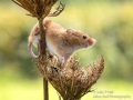 Harvest Mouse_