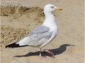 Herring Gull