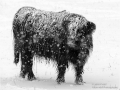 Highland Cow in Snowstorm_