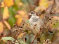 House Sparrow Male in Autumn_