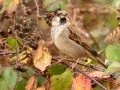 House Sparrow, Male_-2
