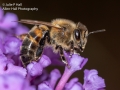 Hoverfly on Buddleia