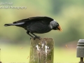 Jackdaw feeding on Mealworms