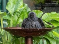 Jackdaw in birdbath