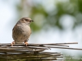 Juvenile Fledgling House Sparrow