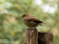 Juvenile Robin