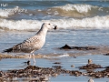 Juvenile Yellow-Legged Gull