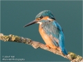 Kingfisher-4