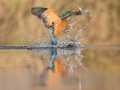 Kingfisher diving_