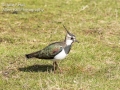 Lapwing