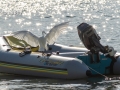 Little Egret on Boat