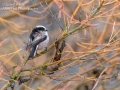 Long Tailed Tit (front garden)