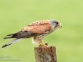 Male Kestrel