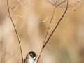 Male Reed Bunting on stem