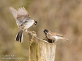 Male Reed Buntings interacting_