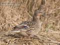 Mallard Female, camouflaged