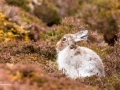 Mountain Hare