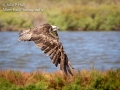 Osprey in flight