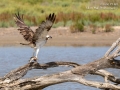 Osprey taking off with catch_