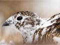 Ptarmigan (Female)