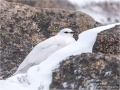 Ptarmigan Male Jan 2018