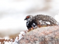 Ptarmigan (Male)