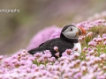 Puffin in Pink Sea Thrift