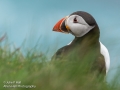 Puffin in long grass