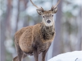 Red Deer Stag 1_