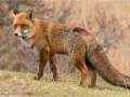 Red Fox on Hilltop