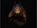 Red Squirrel Leaping