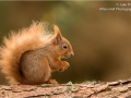 Red Squirrel_