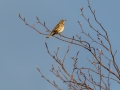 Redwing in treetop