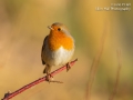 Robin, Upton Warren, December 2018