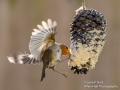 Robin on Peanut Butter Pine Cone