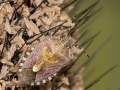 Sloe Bug on Purple Majesty Millet