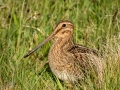 Snipe, Shetlands, June 2018