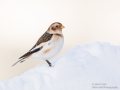 Snow Bunting_