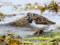 Turnstone