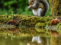 Grey-Squirrel-pool-reflection-2