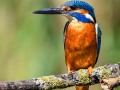 Kingfisher-2