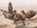 Fighting-Buzzards