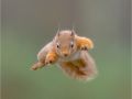 Red-Squirrel-Jumping