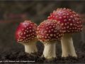 Trio-of-Fly-Agaric