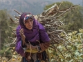 Collecting the firewood - Jenny Webster