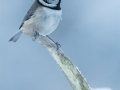 Crested Tit - Jenny Webster