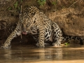 Female Jaguar Thirsty - Jenny Webster