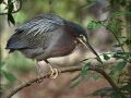 Green Heron - Janice Harris