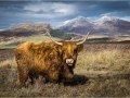Highland cow in Skye - Jannice Harris